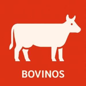BOVINOS